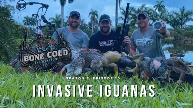 Invasive Iguanas