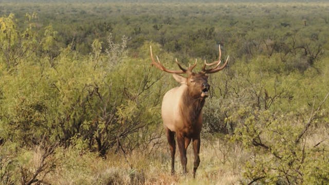 West Texas Elk Rut Hunt