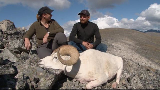 Yukon Dall Sheep Part 2