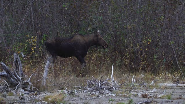 Trail Breakers - Moose on the Loose