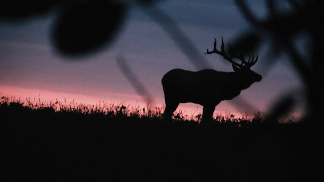 Big Canadian Elk Hunts