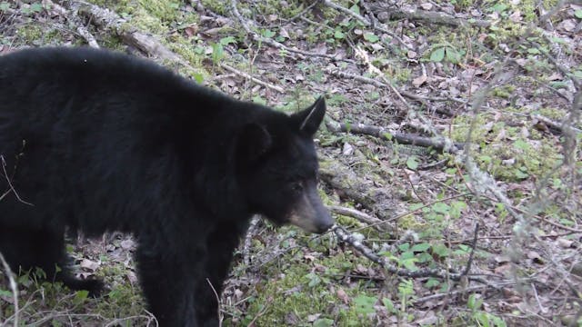 Bear Camp Part 1: Alberta Black Bears