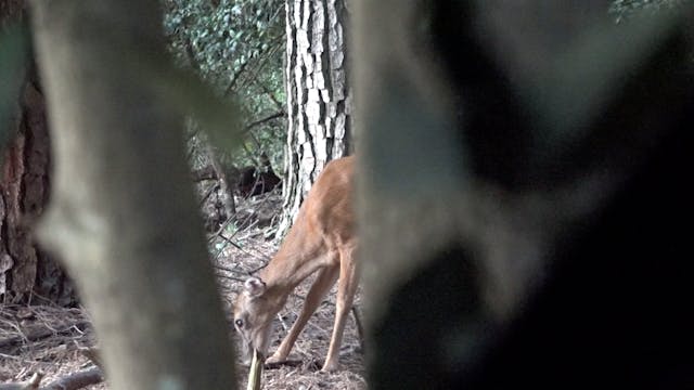 Deer Delaware