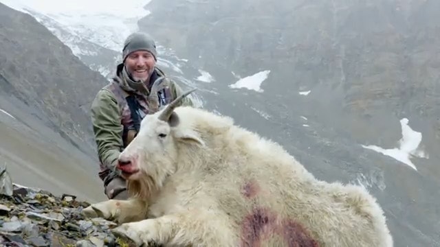 Steve's Northern BC Mountain Goat