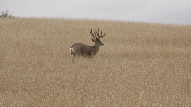 Hunting the Prairies