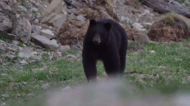Mitch's Monashee Mountain Bear