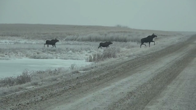 Guide Time, Prairie Moose