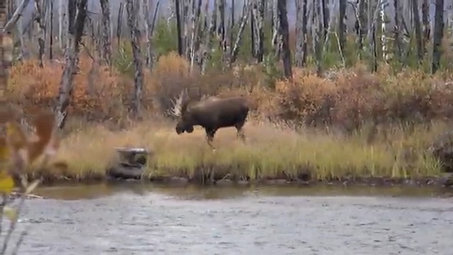 The Canada Hunts Moose