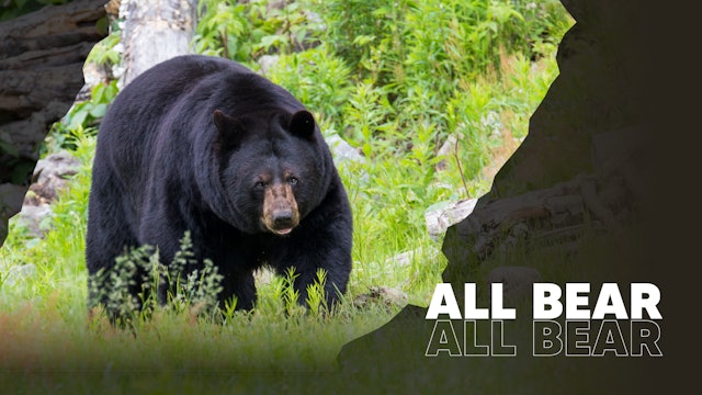 All Bear