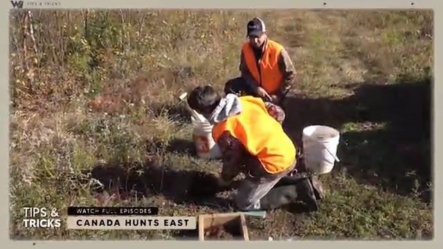 Tips & Tricks: How To Set a Coyote Trap