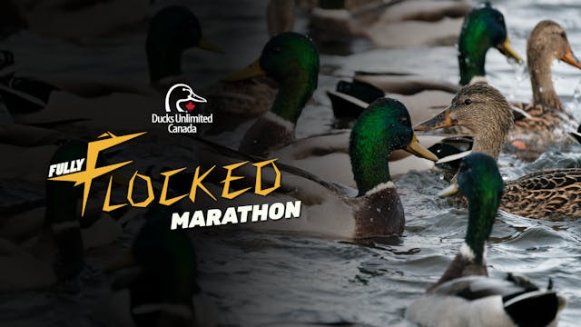 Fully Flocked Marathon