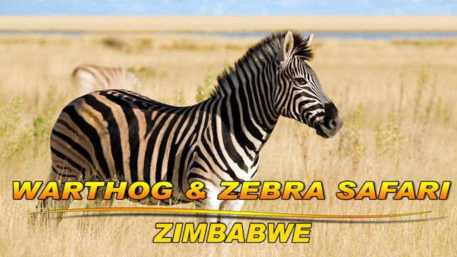 Zimbabwe Warthog Zebra