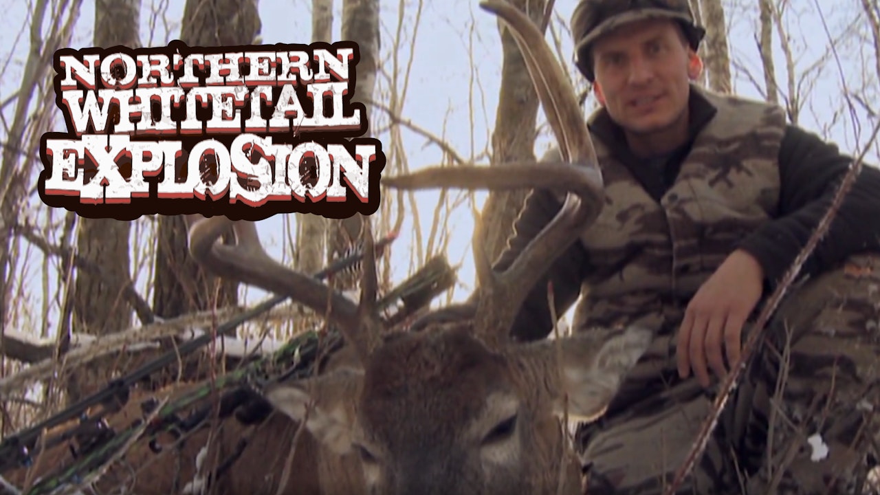 Northern Whitetail Explosion