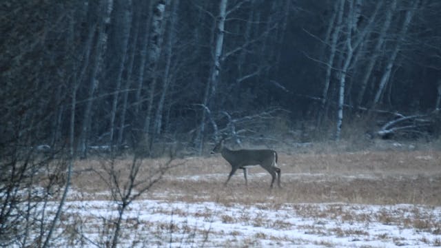 Archery Mule Deer - Part 2
