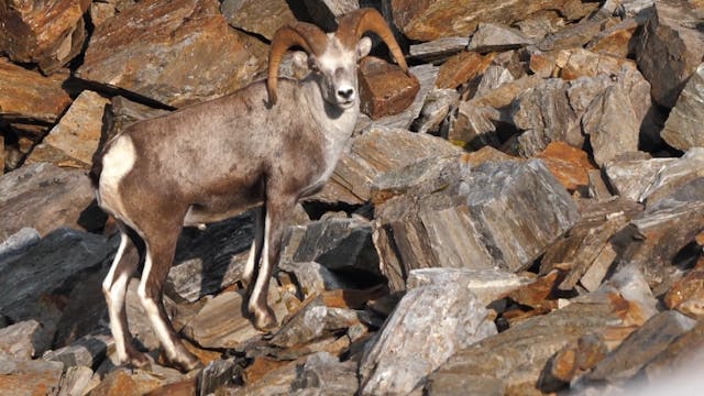 Northern BC Goat Hunt  Part 2