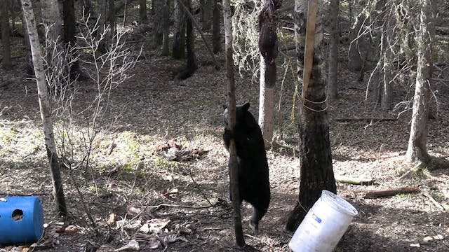 Tree Bear: Alberta Black Bears