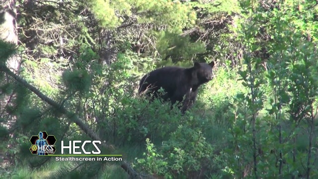 Prowling the BC Bush for Spot & Stalk Black Bears