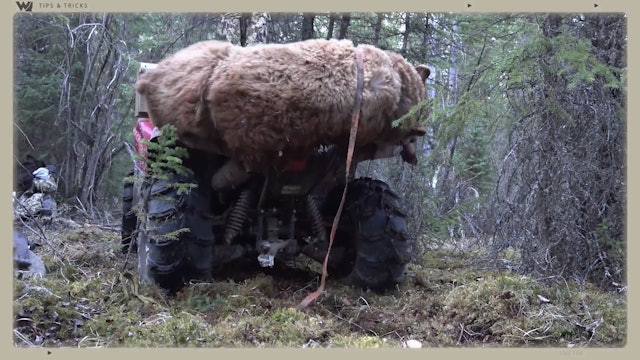 How to Load a Bear by Yourself