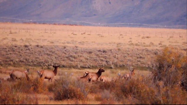 Archery Elk & Shiras Moose