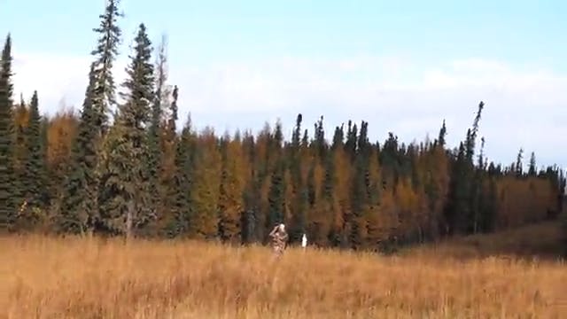 Moose hunting the Rut - Part 1