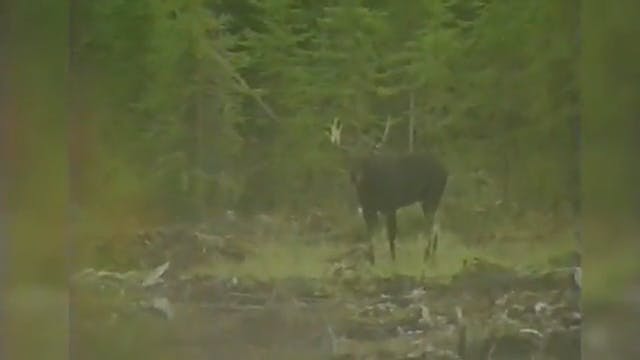 Hunting Bull Moose in Alberta