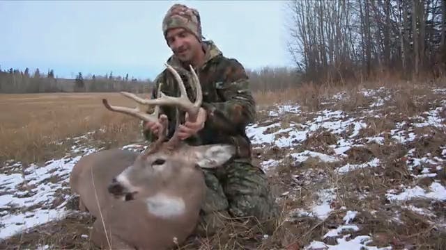Alberta Whitetails During the Rut