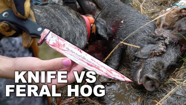 Knife vs Feral Hog
