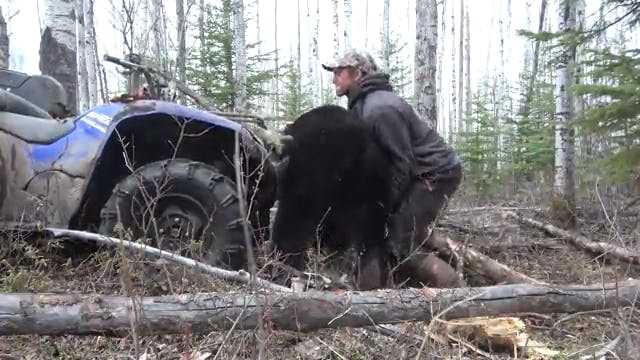How to Load a Bear onto a Quad