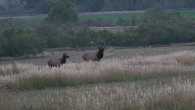 New Mexico Long Bow Elk