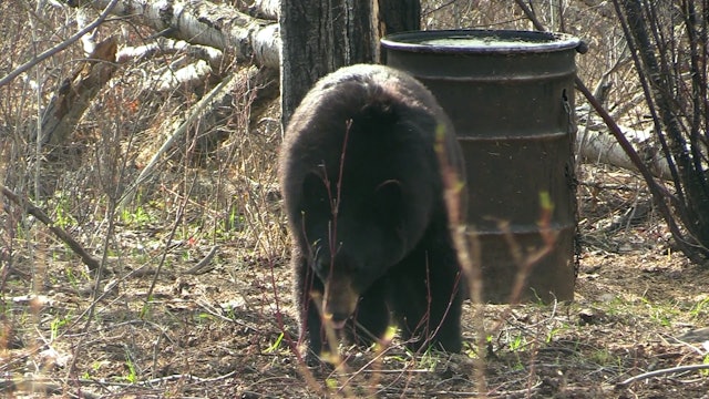 Rob Evans Memorial Bear Hunt - Part 1