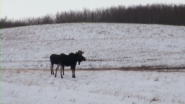 Darwin & Joel's Bull Moose