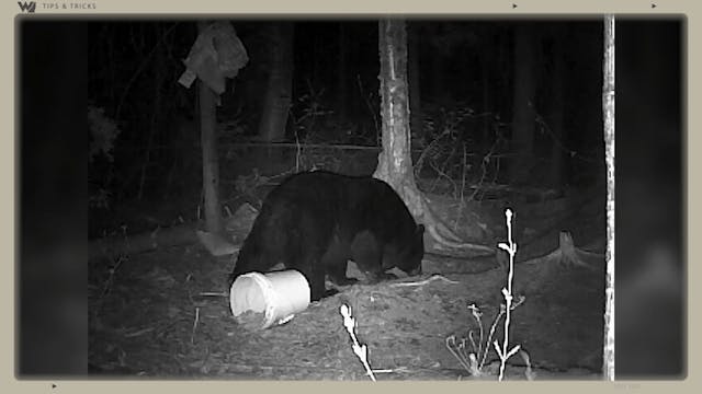 The Advantage of Hunting Black Bear i...
