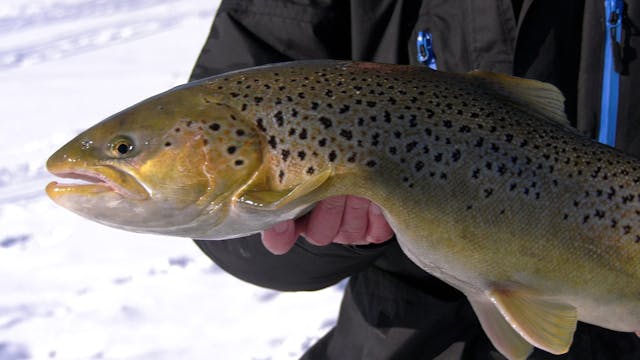 Milwaukee Brown Trout