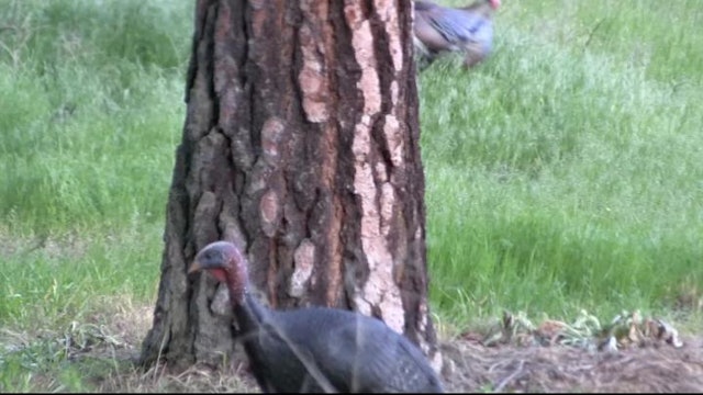 Hinting the Worlds For Giant Eastern Turkeys!