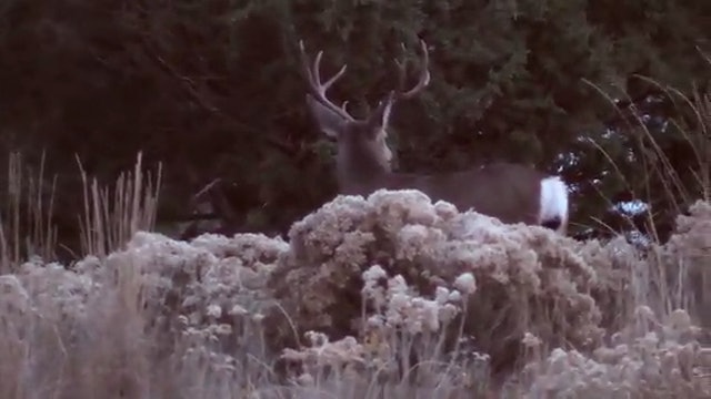 Unbelievable Archery Stalks on Rutting Mule Deer