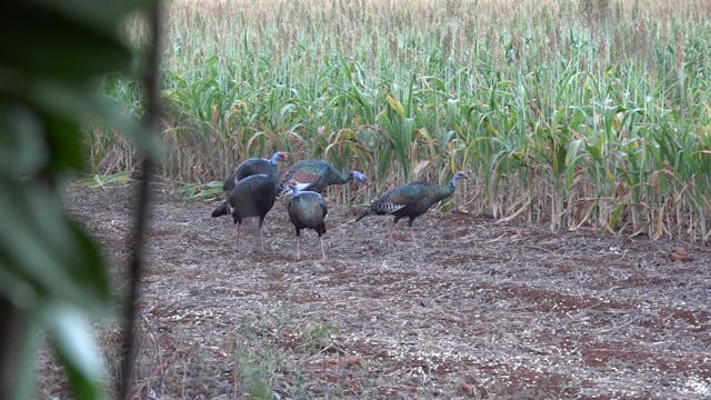 Ocellated Turkeys in Mexico - Part 1