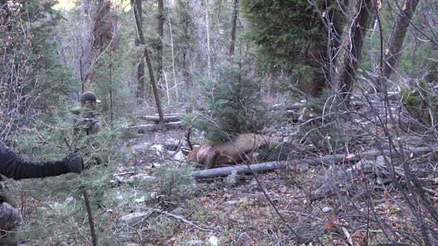 Colorado Elk with Brian Johnson - Part 2