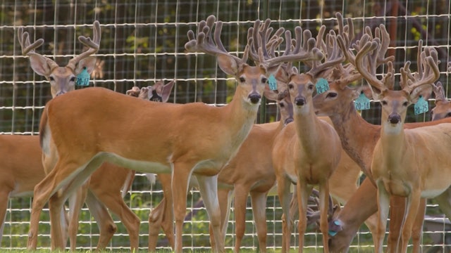 Giant Bucks and the Women of Deer Farming