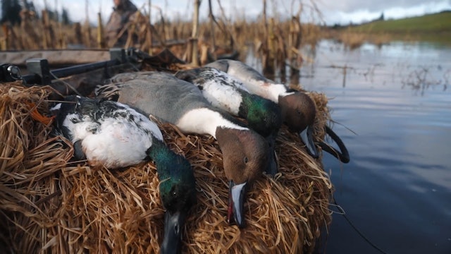 Trophy Pintails in Oregon
