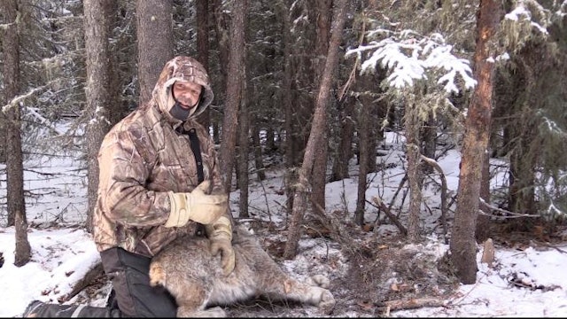 Lynx Trapping