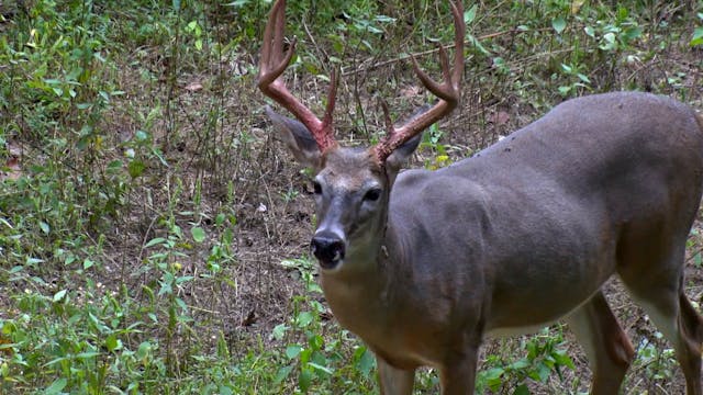 Deer Hunting in Kentucky