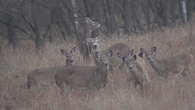 Whitetail Nutritional Needs