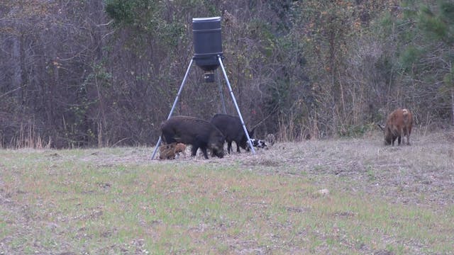 Hog Hunting South Carolina