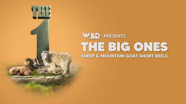 Giant Sheep & Mountain Goat Short Reels