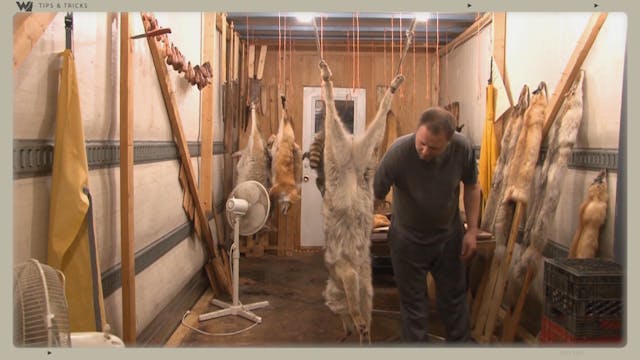 Step-by-Step Coyote Skinning Demo
