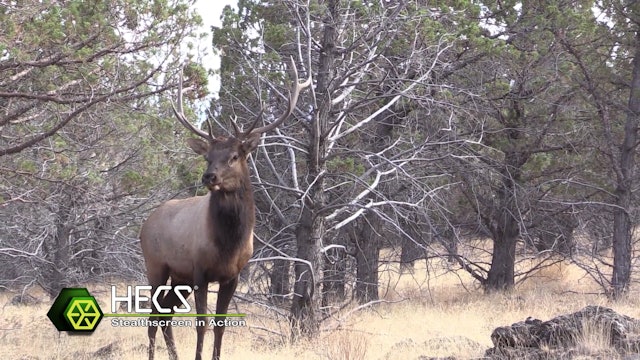Unbelievable Action with Rutting Archery Bulls