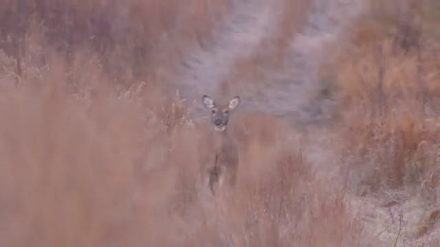 Moose Hunting the Rut - Part 2