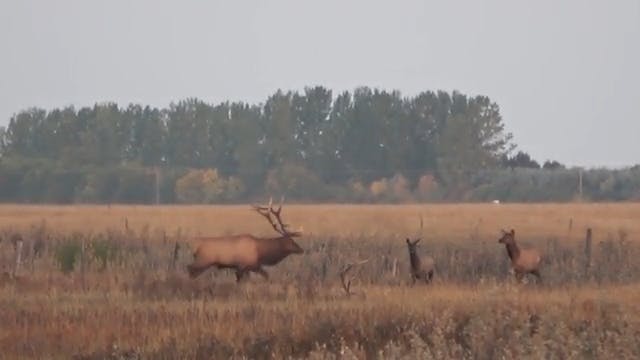Kassandra's Big Saskatchewan Bull Elk