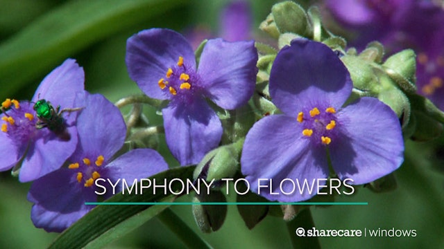 80 Minutes of Symphony to Flowers