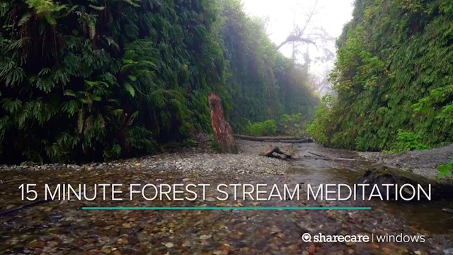 15 Minute Forest Stream Meditation
